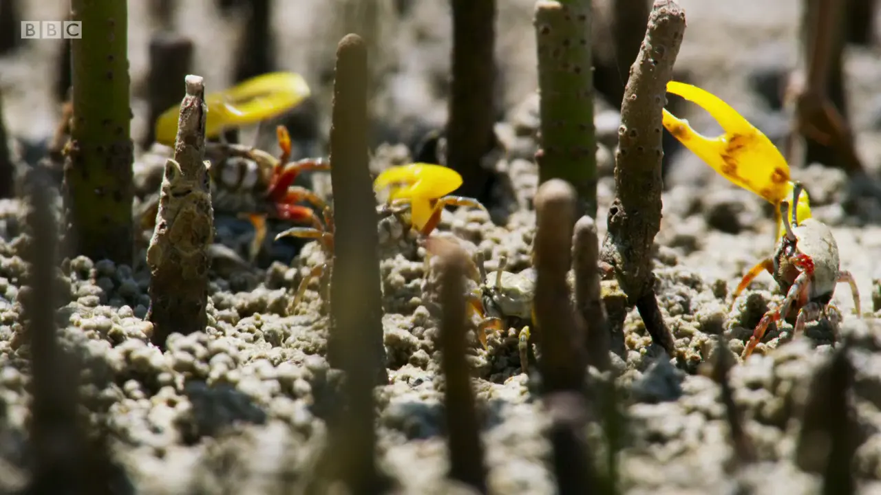 Banana fiddler crab (Austruca mjoebergi) as shown in The Mating Game - Oceans: Out of the Blue